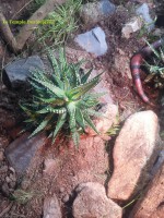 Haworthia fasciata giant