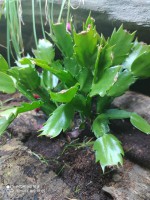 SCHLUMBERGERA